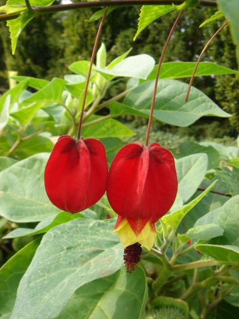 Abutilon megapotamicum